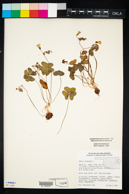 Oxalis violacea image