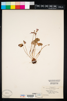 Oxalis violacea image