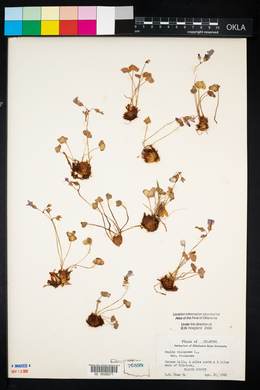 Oxalis violacea image