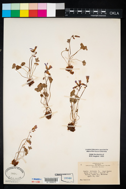 Oxalis violacea image