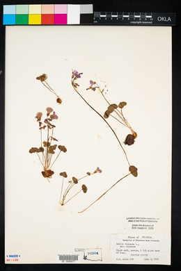 Oxalis violacea image