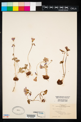 Oxalis violacea image