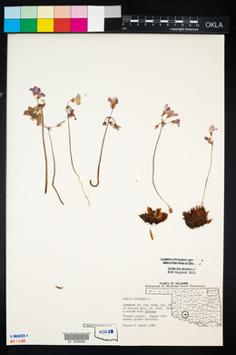 Oxalis violacea image