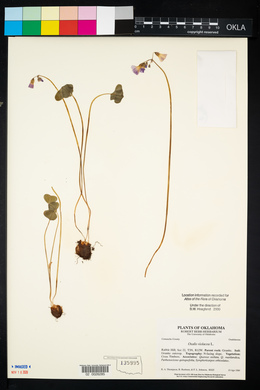 Oxalis violacea image