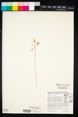 Oxalis violacea image