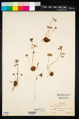 Oxalis violacea image