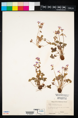 Oxalis violacea image