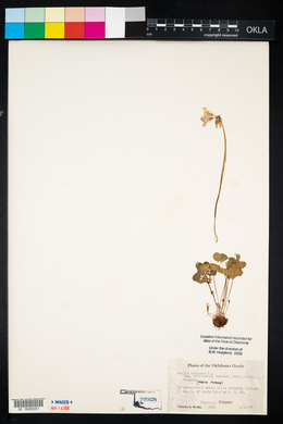 Oxalis violacea image