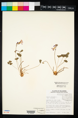 Oxalis violacea image