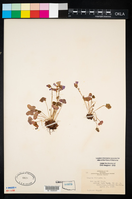 Oxalis violacea image