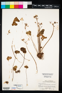 Oxalis violacea image