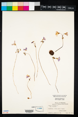 Oxalis violacea image