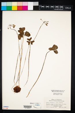 Oxalis violacea image