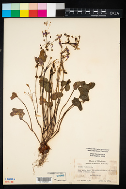 Oxalis violacea image