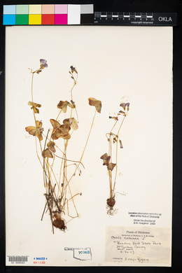 Oxalis violacea image