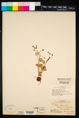 Oxalis violacea image