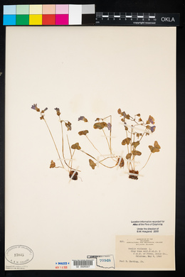 Oxalis violacea image