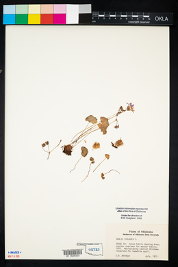 Oxalis violacea image