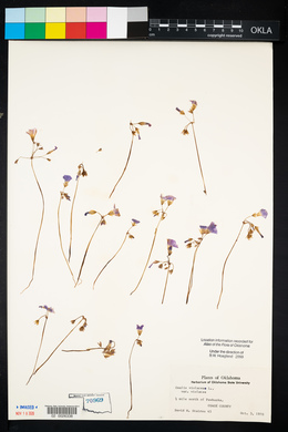 Oxalis violacea image