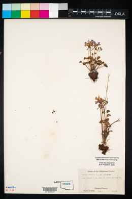 Oxalis violacea image