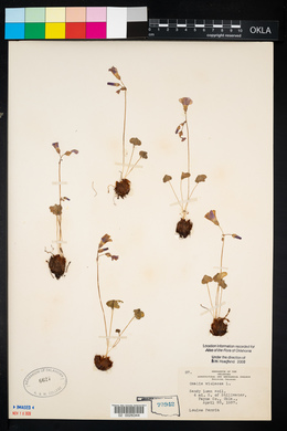 Oxalis violacea image