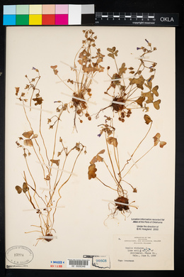 Oxalis violacea image