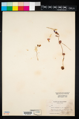 Oxalis violacea image