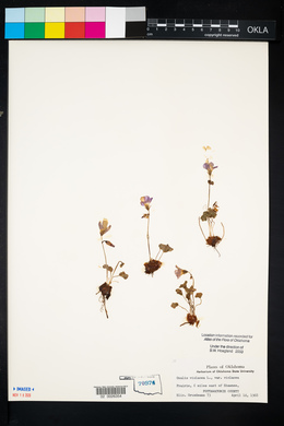 Oxalis violacea image