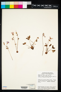 Oxalis violacea var. violacea image