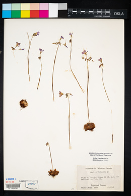 Oxalis violacea image