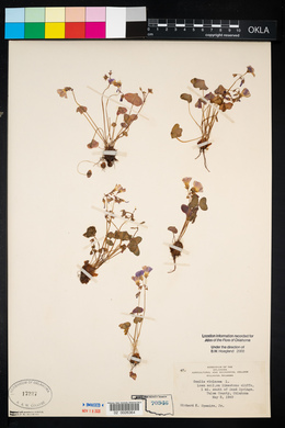 Oxalis violacea image