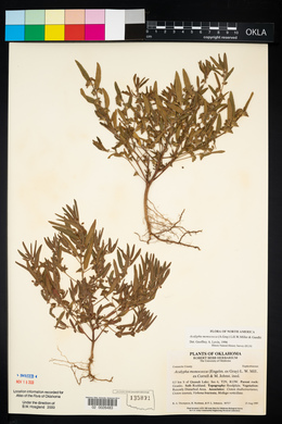 Acalypha monococca image