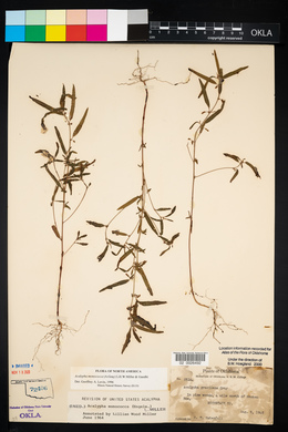 Acalypha monococca image