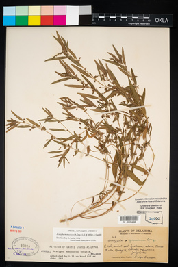 Acalypha monococca image