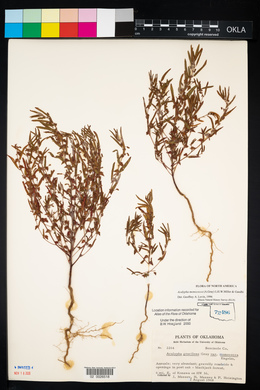 Acalypha monococca image