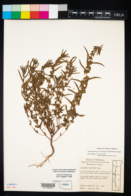 Acalypha monococca image