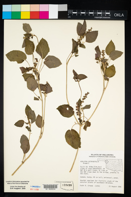 Acalypha ostryifolia image