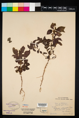 Acalypha ostryifolia image