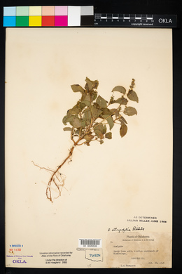 Acalypha ostryifolia image