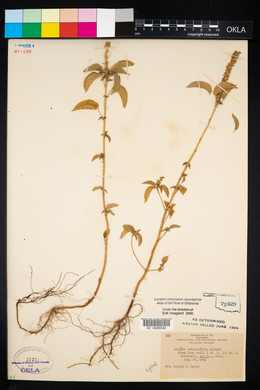 Acalypha ostryifolia image