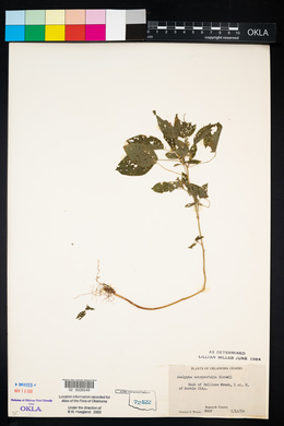 Acalypha ostryifolia image