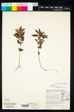 Acalypha virginica image