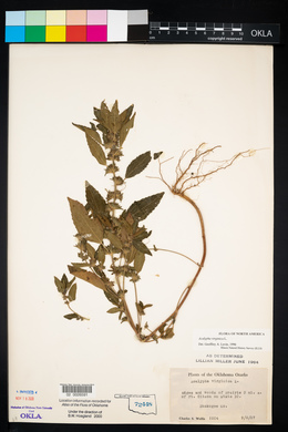 Acalypha virginica image