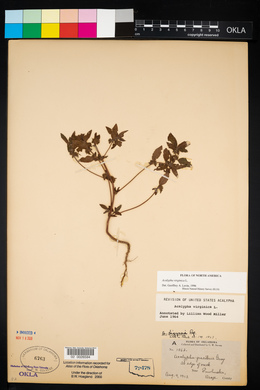 Acalypha virginica image