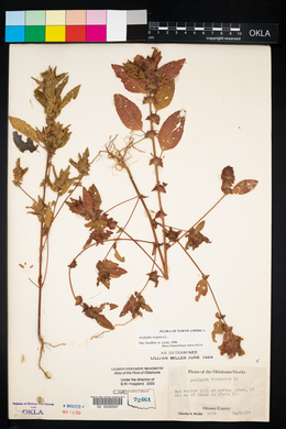 Acalypha virginica image