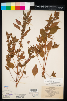 Acalypha virginica image