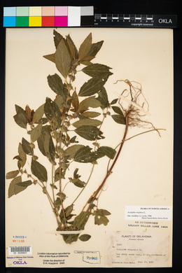 Acalypha virginica image