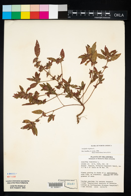 Acalypha virginica image