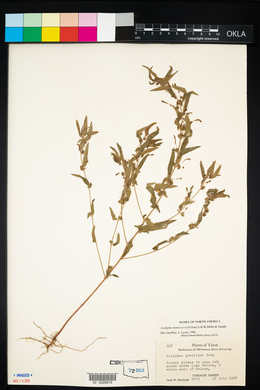 Image of Acalypha monococca