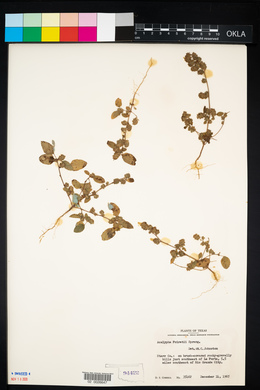 Image of Acalypha poiretii